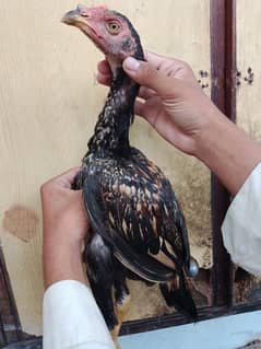 03036068703 aseel patha urgent for sale aik pathi  2chick ke