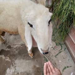 DUMBA FOR SALE
