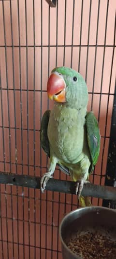 Raw Parrot Red Collar Lorrie Yellow Ringneck Chicks