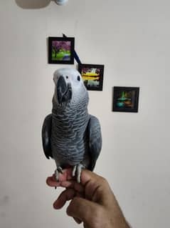 Cockatoos,