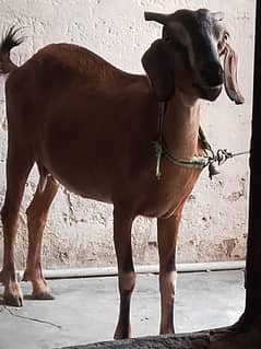 Teddy gabban  bakri