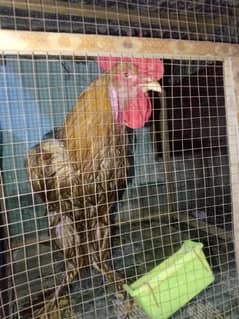 4000 FANCY MURGA GOLDEN PAR