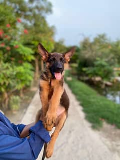 fimale puppy for sale