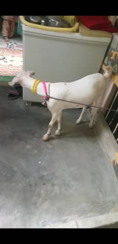 goats fancy tedy nasal  2 females