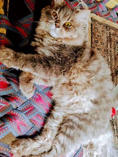 cat for sell