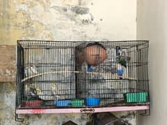 Cocktail and Love birds pairs available. for details only Whatsapp