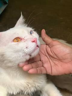 Persian cat