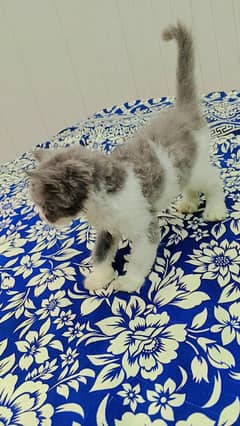 Soo cute and intelligent 