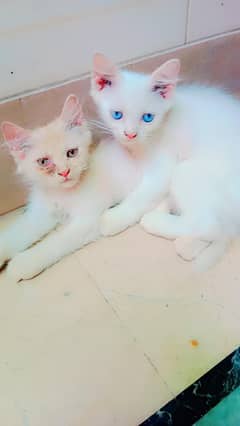 pershin kittens for sale