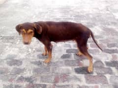 dog15