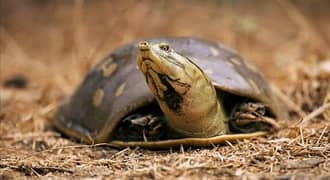 Healthy Turtles for Sale – Different Sizes & Ages – Limited Quantity