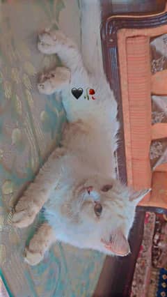 Cat for sale