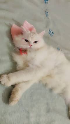 Persian white cat