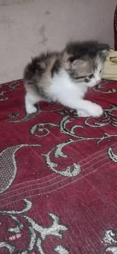 persian kittens