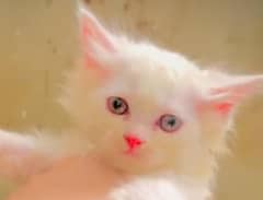 Persian kittens avaible male and female