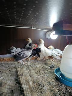 moulted Milli flower | Milli flower | bantam | fancy chicks