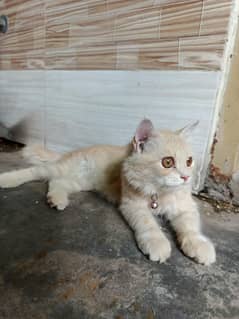 Persian cat