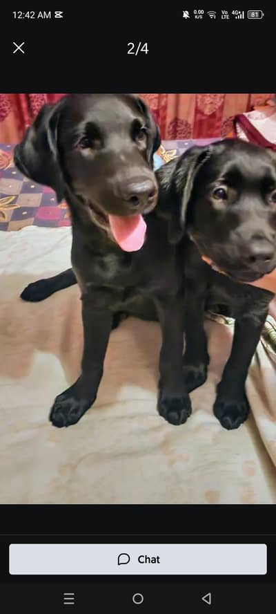 AMERICAN BRITISH LABRADOR