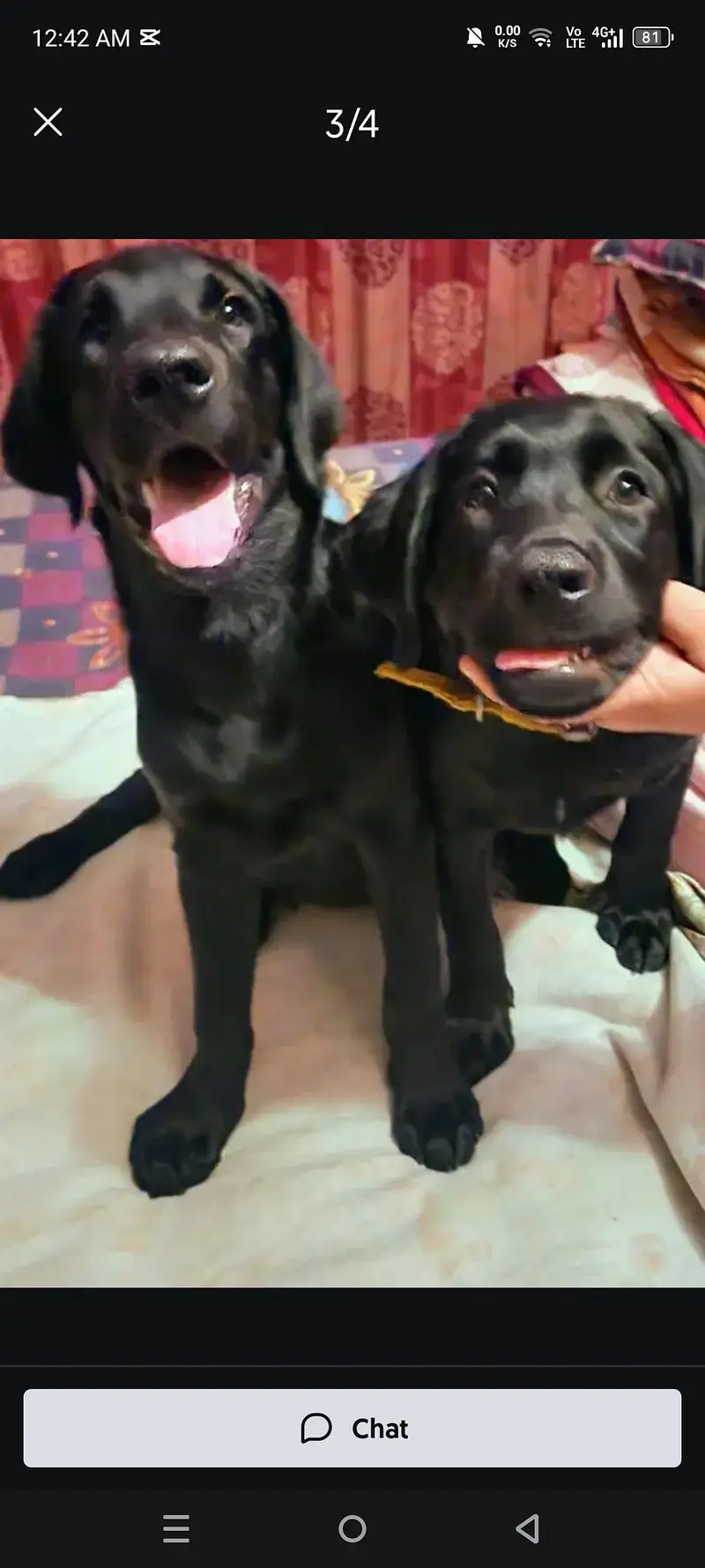 AMERICAN BRITISH LABRADOR — photo 2