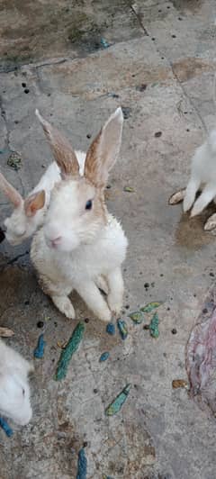 Rabbits Male and female