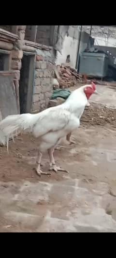 Heera aseel up for sale 100 percent breeder