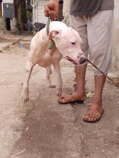 Gultair tazi cross breed Female ready to breed