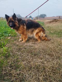 German shepherd female for sale on heat