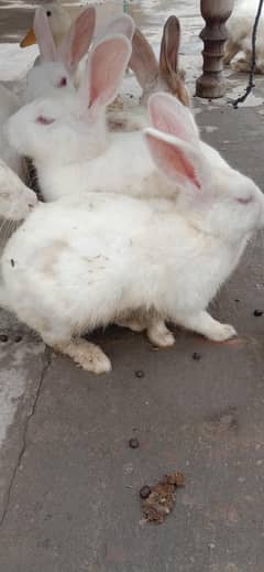 breeder pair for sale 03224186572