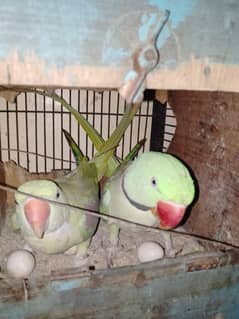 kashmiri pahari parrot