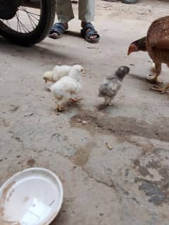 white buff chiks