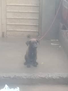 Labrador ,3 month pair