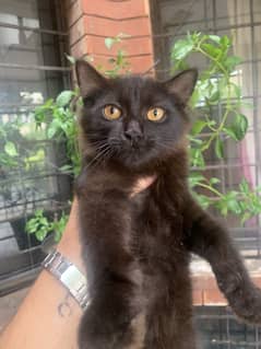 Black kitten