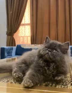 Persian Triple Coated x Punch Face Male Kitten – Smokey Gray – 2.5 Mo