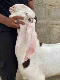 Rajanpuri Bakra