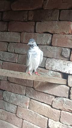 parwazi bachy