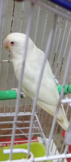 Albenu Red eye  male