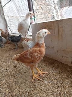 Golden misri 01 month old chicks for sale. 03700539168.