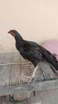 aseel
