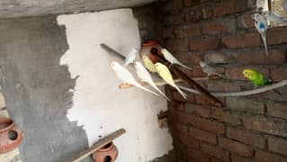 fisher parrots 03436602706