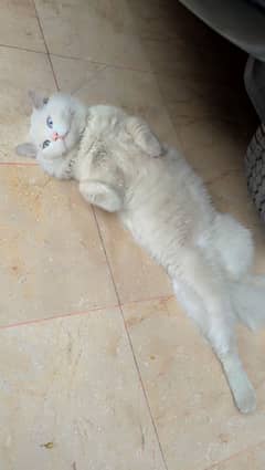 Persian