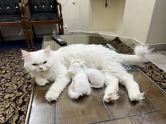 Female Persian with 2 kittens