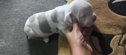 pitbull females puppies on sales