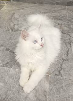 Persian Male Cat