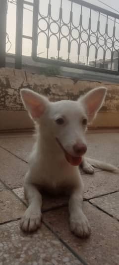 Russian dog|puppy for sale