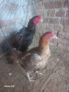Aseel mianwali pair for sale bohat achi cheez hy price munasib