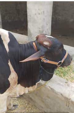 bachra for sale