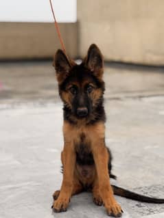 German shephard long coat pure breed