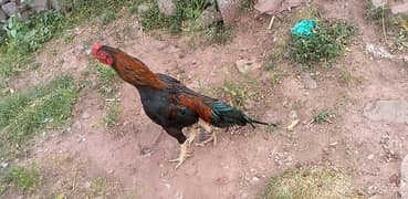 aseel pair for sale madi eggs da rahi ha granti han pair ke