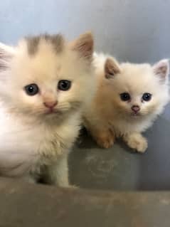 Persian Kittens for Sale!!!!