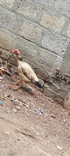 Male female for sale in resinable prize
